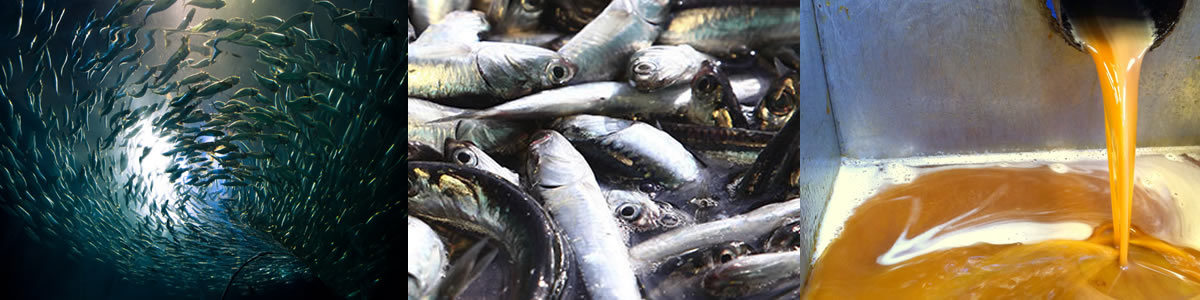 Mauritanian Fish Oil